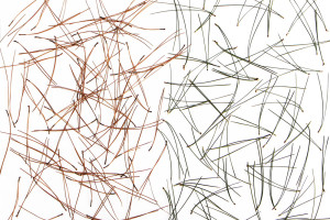 red-pine-needles